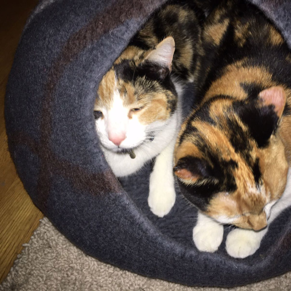 maak je kat gelukkig met een catcave