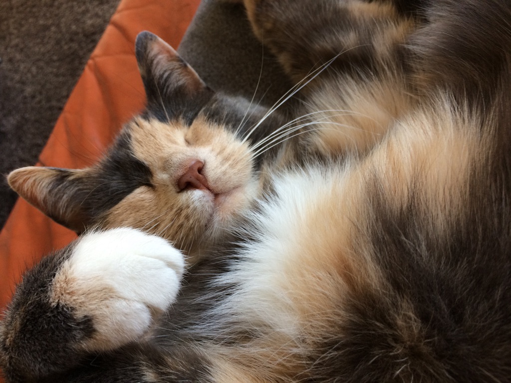 Hoe maak ik mijn kat gelukkig?