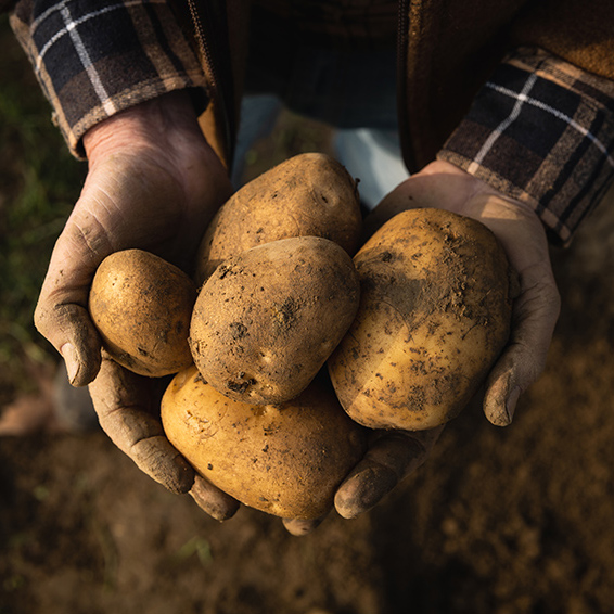 Biologische aardappelen